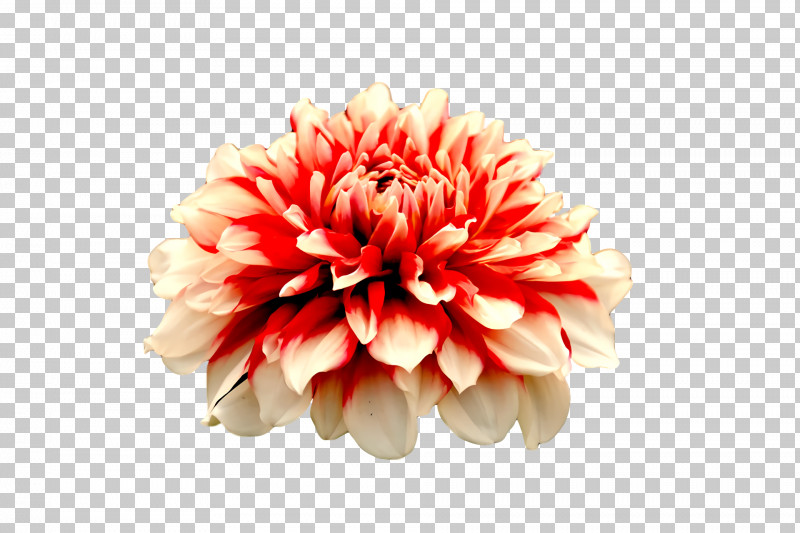 Dahlia Floristry Cut Flowers Chrysanthemum Petal PNG, Clipart, Biology, Chrysanthemum, Cut Flowers, Dahlia, Floristry Free PNG Download