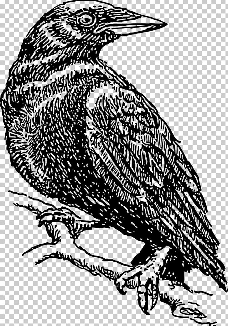 Eurasian Magpie Common Raven Bird Crow PNG, Clipart, Animals, Beak, Bird, Bird Of Prey, Black And White Free PNG Download