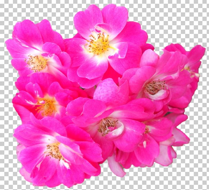 Floribunda Garden Roses Pink M Cut Flowers Petal PNG, Clipart, Annual Plant, Blossom, Cut Flowers, Darshan, Family Free PNG Download