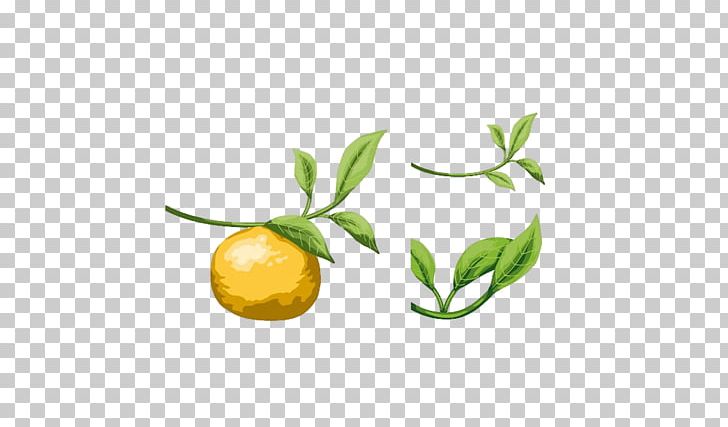 Lemon Pomelo Tangerine Leaf Orange PNG, Clipart, Auglis, Autumn Leaf, Branch, Citrus, Computer Wallpaper Free PNG Download