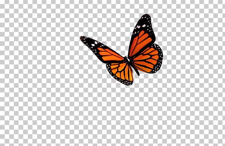 Monarch Butterfly Insect PNG, Clipart, Arthropod, Brush Footed Butterfly, Butterflies And Moths, Butterfly, Clip Art Free PNG Download
