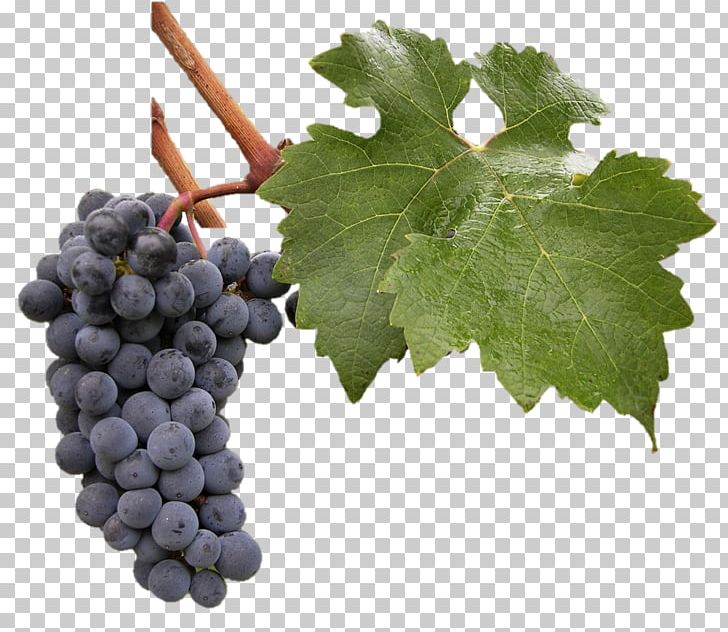 Sultana Drive For You Winery Tours Grape PNG, Clipart, Bus, Doortodoor, Food, Food Drinks, For You Free PNG Download
