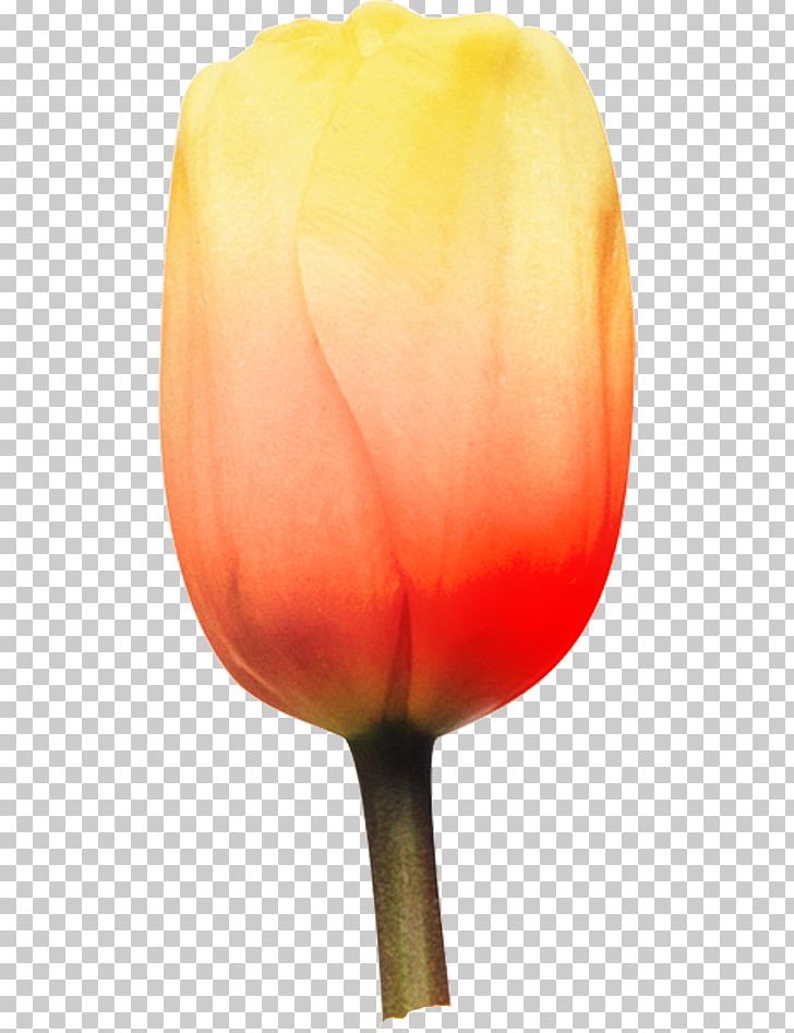 Tulip Petal Flower Blog PNG, Clipart, Biscuits, Blog, Cascading Style Sheets, Flower, Flowering Plant Free PNG Download