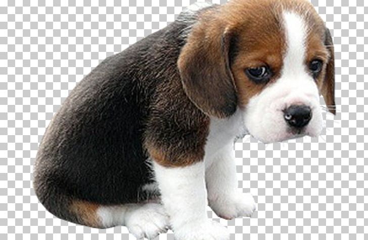Bulldog Puppy Face Golden Retriever Sad Puppies PNG, Clipart, Animals, Beagle, Bulldog, Cari, Carnivoran Free PNG Download