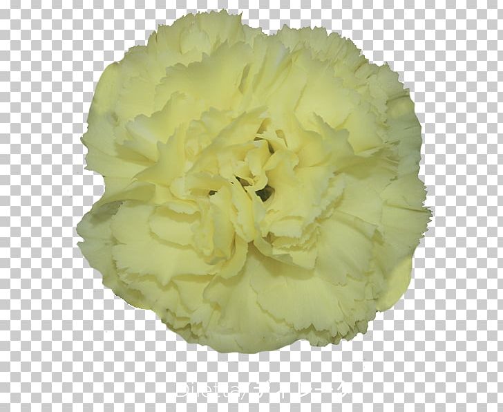 Carnation Cut Flowers Greenhouse Petal PNG, Clipart, Automatic Identification System, Burgundy, Carnation, Carnation Flower, Crimson Free PNG Download
