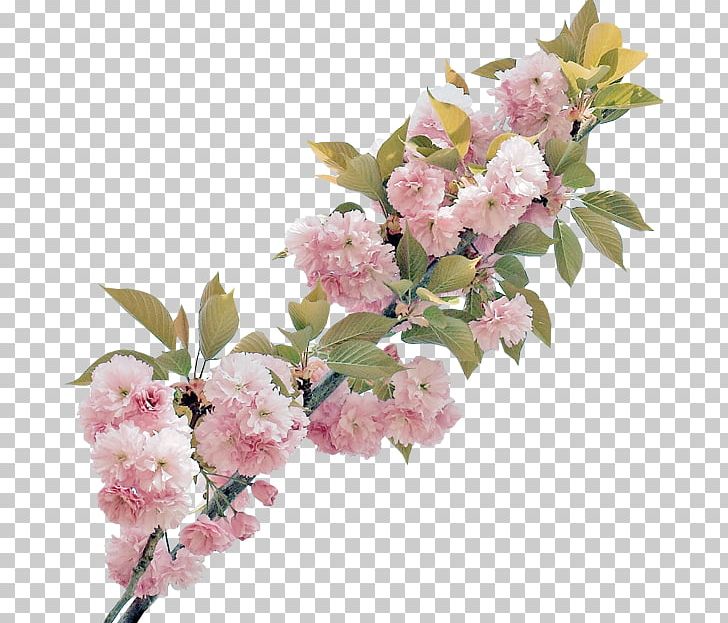 Cut Flowers Floral Design Rose Blossom PNG, Clipart, Artificial Flower, Blossom, Border, Branch, Cherry Blossom Free PNG Download