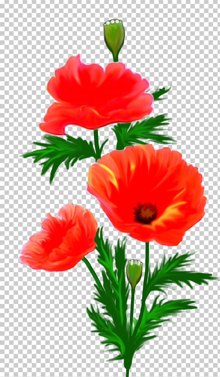 Frames Flower Photography PNG, Clipart, Anemone, Annual Plant, Computer Software, Coquelicot, Cut Flowers Free PNG Download