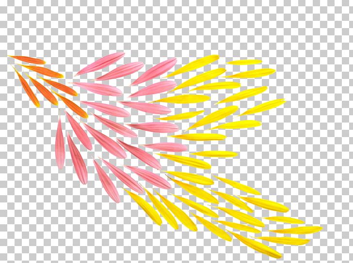 Petal Flower Orange PNG, Clipart, Daisy, Designer, Feather, Feather Shape, Floating Petals Free PNG Download