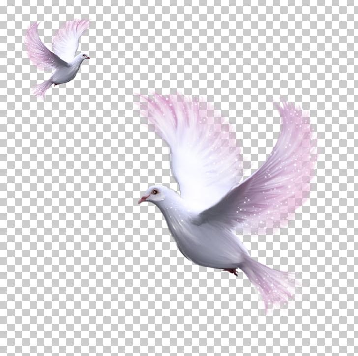 Domestic Pigeon Columbidae PNG, Clipart, Animals, Beak, Bird, Clip Art, Color Free PNG Download