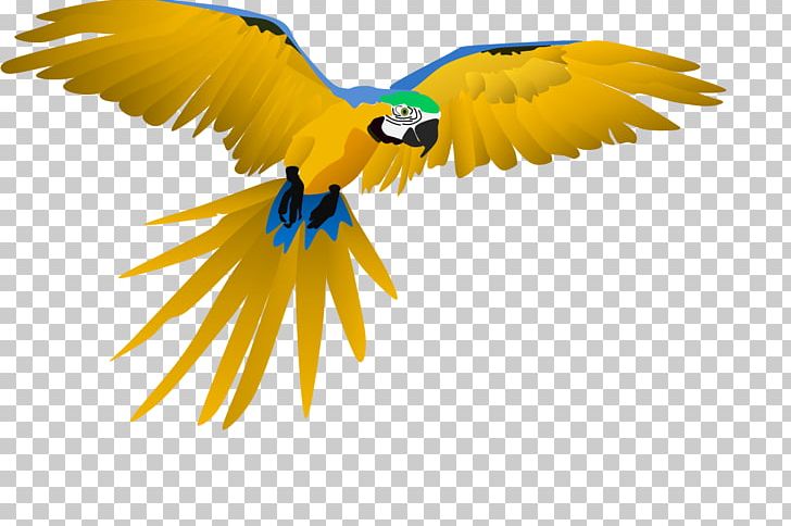 Macaw Parrot Beak Feather Wing PNG, Clipart, Animals, Beak, Bird, Bird Of Prey, Closeup Free PNG Download