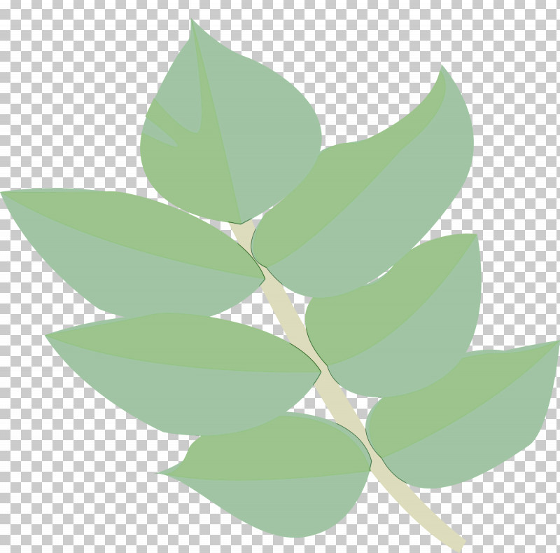 Leaf Green Plant Flower Eucalyptus PNG, Clipart, Eucalyptus, Flower, Green, Hypericum, Leaf Free PNG Download