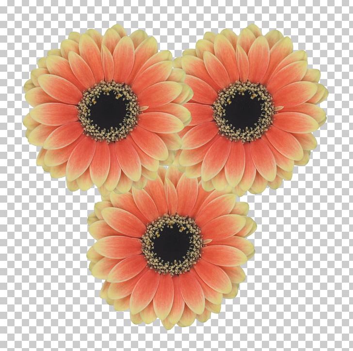 Transvaal Daisy Cut Flowers Common Daisy Floral Design PNG, Clipart, Bead, Common Daisy, Cut Flowers, Daisy Family, De Kwakel Free PNG Download