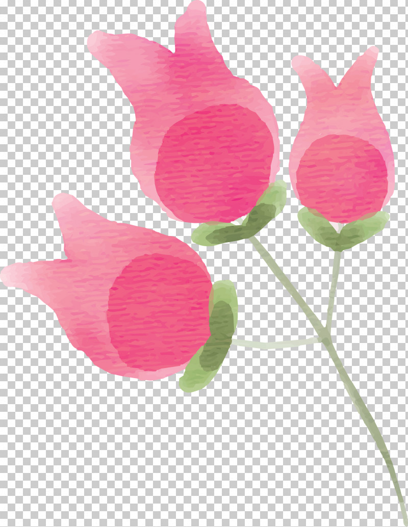 Pink Flower Petal Plant Cut Flowers PNG, Clipart, Anthurium, Cut Flowers, Flower, Herbaceous Plant, Magenta Free PNG Download