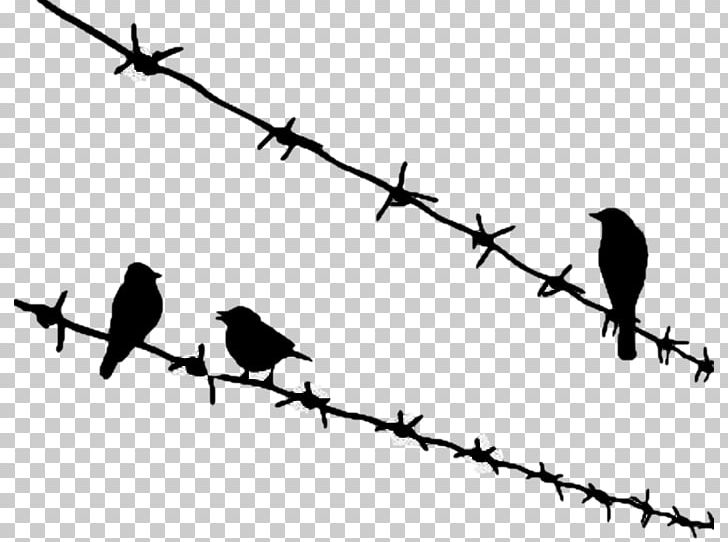 Bird Silhouette PNG, Clipart, Animal Migration, Animals, Barbed Wire, Bird, Bird Migration Free PNG Download