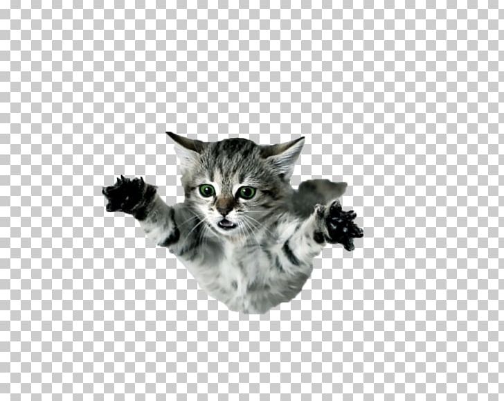 Desktop Cat Display Resolution Kitten PNG, Clipart, American Shorthair, Animals, Carnivoran, Cat, Cat Like Mammal Free PNG Download