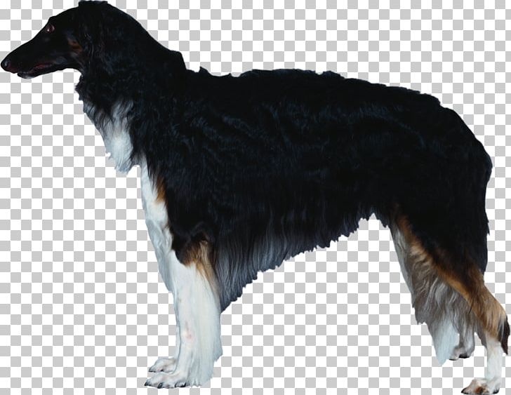 Dog Breed Borzoi Silken Windhound Rough Collie Bernese Mountain Dog PNG, Clipart, Bernese Mountain Dog, Borzoi, Breed Group Dog, Carnivoran, Depositphotos Free PNG Download