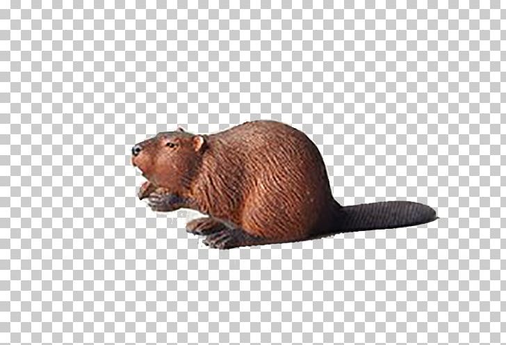 Euclidean Icon PNG, Clipart, Afraid, Animals, Arch, Back, Beaver Free PNG Download
