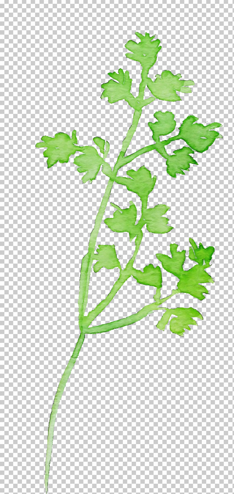 Parsley PNG, Clipart, Chervil, Chinese Celery, Flower, Geranium, Herb Free PNG Download