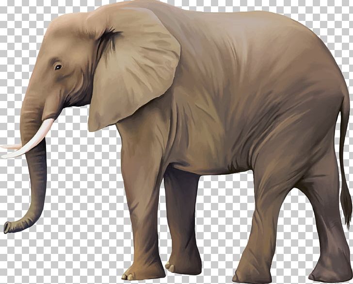 African Elephant Asian Elephant PNG, Clipart, African Elephant, Animal, Animals, Asian Elephant, Computer Icons Free PNG Download