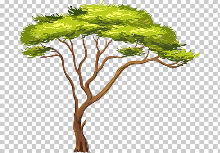 African Trees PNG, Clipart, Adansonia Digitata, Africa, African Trees, Background, Baobab Free PNG Download