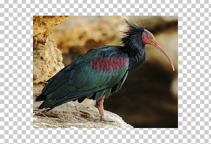 Bird Northern Bald Ibis Southern Bald Ibis Crested Ibis PNG, Clipart, Animals, Ardea, Beak, Bird, Bird Nest Free PNG Download