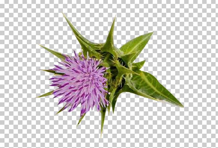 Milk Thistle Silibinin Stock Photography PNG, Clipart, Alamy, Antioxidant, Apple Extract, Autumn Leaf, Euclidean Vector Free PNG Download