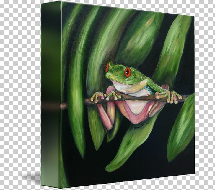 Red-eyed Tree Frog Rhacophorus Lateralis PNG, Clipart, Amphibian, Anatomy, Animals, Art, Canvas Free PNG Download