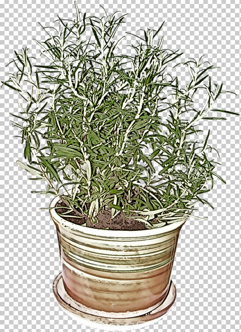 Rosemary PNG, Clipart, Flower, Flowerpot, Grass, Herb, Houseplant Free PNG Download