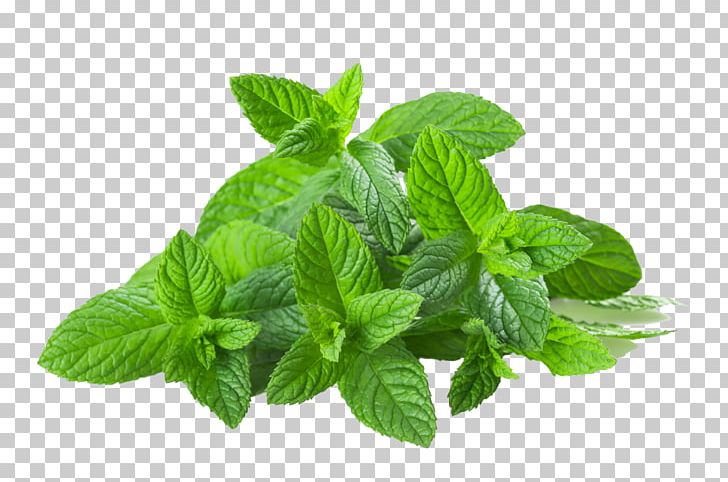 Peppermint Herbal Tea Basil Portable Network Graphics PNG, Clipart, Basil, Coriander, Flavor, Garnish, Herb Free PNG Download