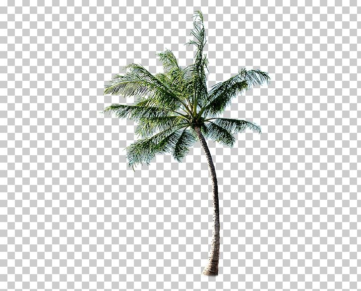 Tree Beach PNG, Clipart, Arecales, Autumn Tree, Beach, Branch, Christmas Tree Free PNG Download