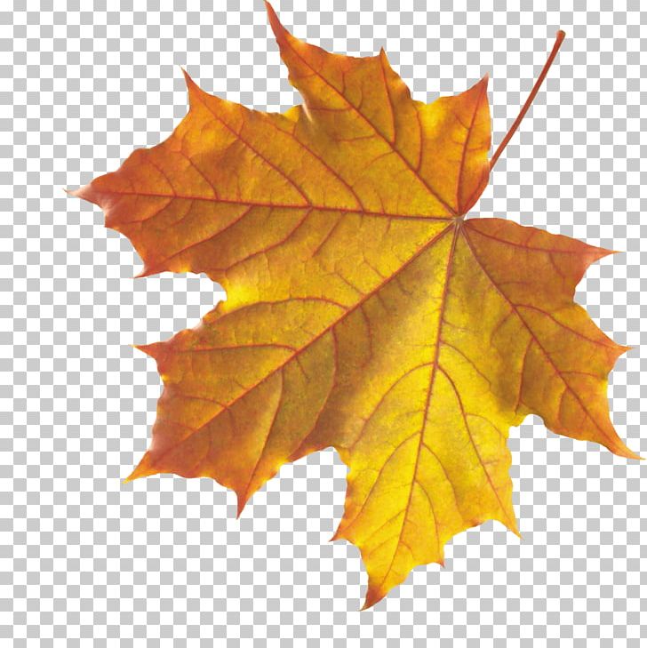Autumn Leaf Color PNG, Clipart, Autumn, Autumn Leaf Color, Deciduous, Desktop Wallpaper, Graphics Software Free PNG Download
