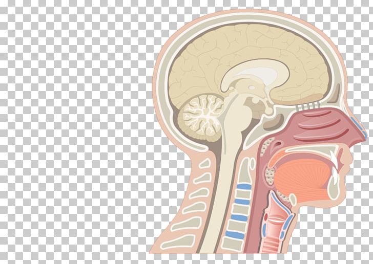 Nasal Cavity Anatomy Of The Human Nose Anatomy Of The Human Nose Nostril PNG, Clipart, Anatomy, Anatomy Of The Human Nose, Arm, Body Cavity, Bone Free PNG Download