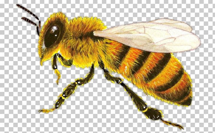 Western Honey Bee Insect Ant Hornet PNG, Clipart, Animal, Ant, Apocrita, Arthropod, Bee Free PNG Download