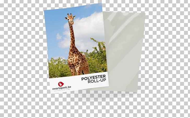 ZwartOpWit.be | Print & Printing Giraffe Compact Cassette Web Banner Black PNG, Clipart, Amp, Animals, Ankle, Black, Brand Free PNG Download