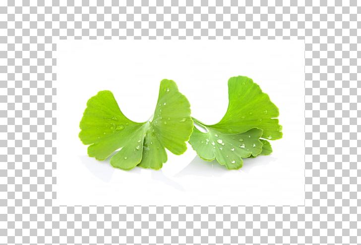 Ginkgo Biloba Extract Fototapeta Leaf PNG, Clipart, Annual Plant, Avatrade, Extract, Foreign Exchange Market, Fototapeta Free PNG Download