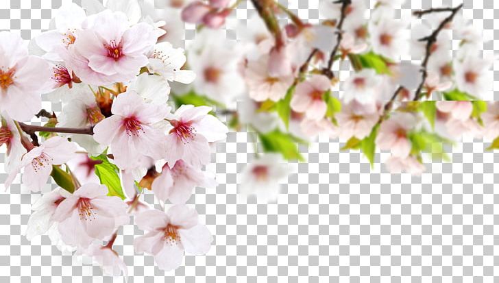 Page Layout PNG, Clipart, Blossom, Book Design, Branch, Bunch, Bunch Of Flowers Free PNG Download