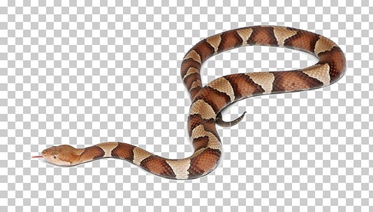 Western Diamondback Rattlesnake Copperhead Cottonmouth Stock Photography PNG, Clipart, Animals, Boa Constrictor, Boas, Copperhead, Coral Snake Free PNG Download