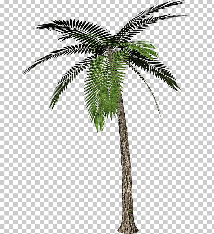 Arecaceae Tree Desktop PNG, Clipart, Arecaceae, Arecales, Areca Palm, Attalea Speciosa, Borassus Flabellifer Free PNG Download