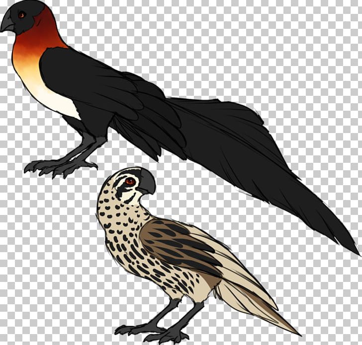 Finch Beak Feather Cuckoos Falcon PNG, Clipart, Animals, Beak, Bird, Bird Of Prey, Cuckoos Free PNG Download