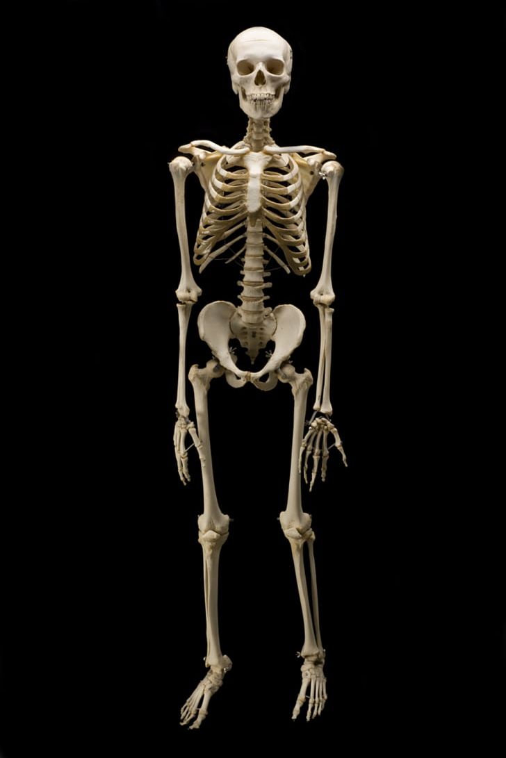Homo Sapiens Homo Naledi Chimpanzee Bone Human Skeleton PNG, Clipart, Arm, Bone, Chimpanzee, Fantasy, Homo Free PNG Download