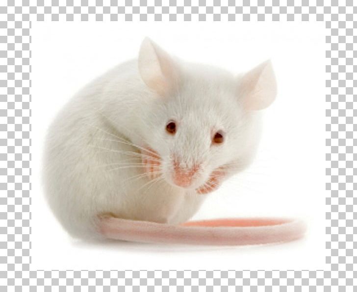 Rodent House Mouse Laboratory Mouse PNG, Clipart, Animal, Animals, Fauna, Gene Knockout, Genome Free PNG Download