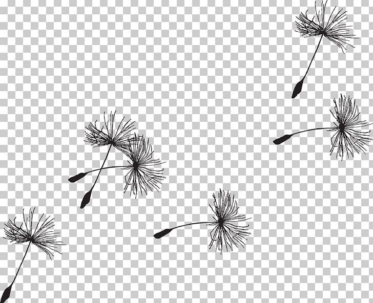 Seed Common Dandelion PNG, Clipart, Black And White, Branch, Clip, Common Dandelion, Computer Wallpaper Free PNG Download