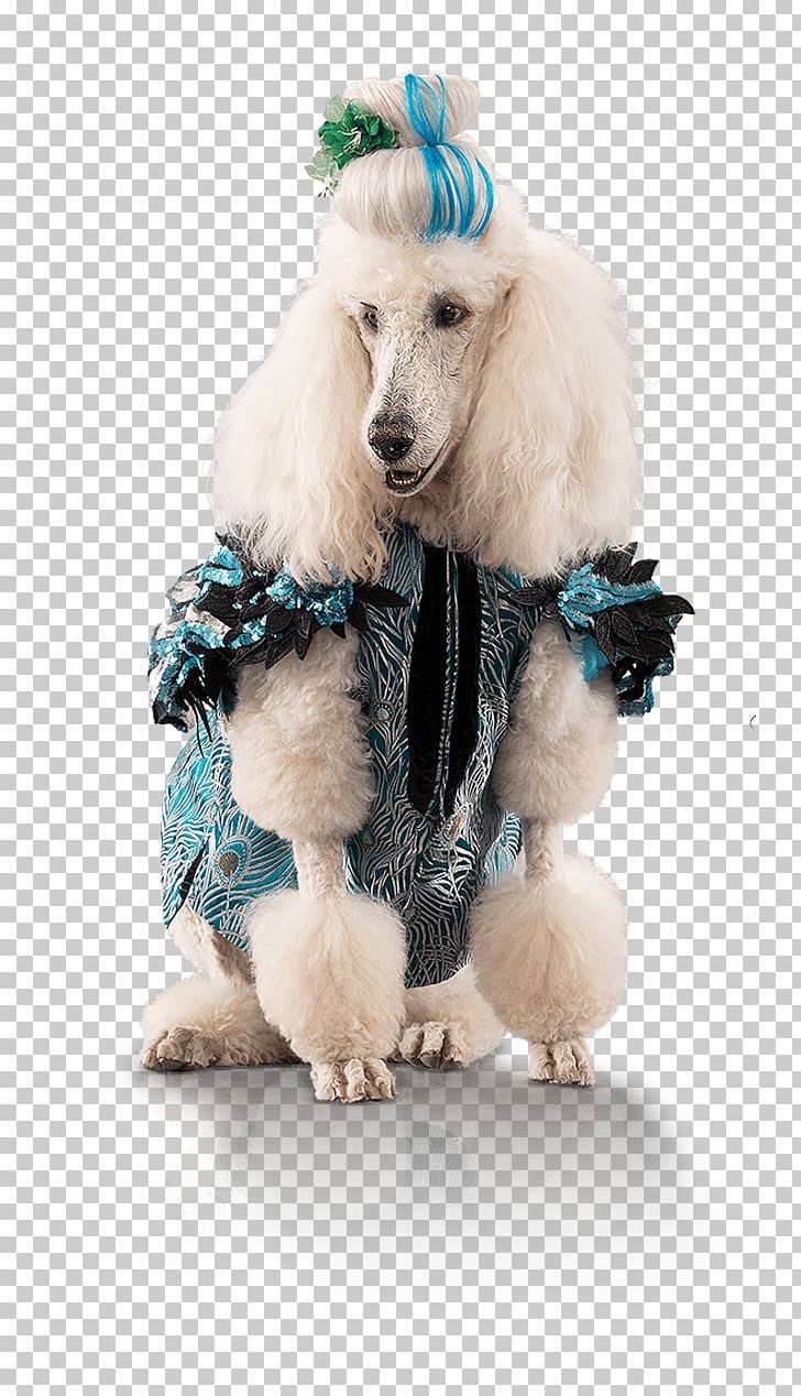 Standard Poodle Miniature Poodle Puppy Dog Breed PNG, Clipart, Breed, Carnivoran, Clothing, Companion Dog, Dog Free PNG Download