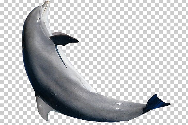 Common Bottlenose Dolphin Tucuxi Short-beaked Common Dolphin White-beaked Dolphin Rough-toothed Dolphin PNG, Clipart, Animals, Bottlenose Dolphin, Cetacea, Common Bottlenose Dolphin, Jump Free PNG Download