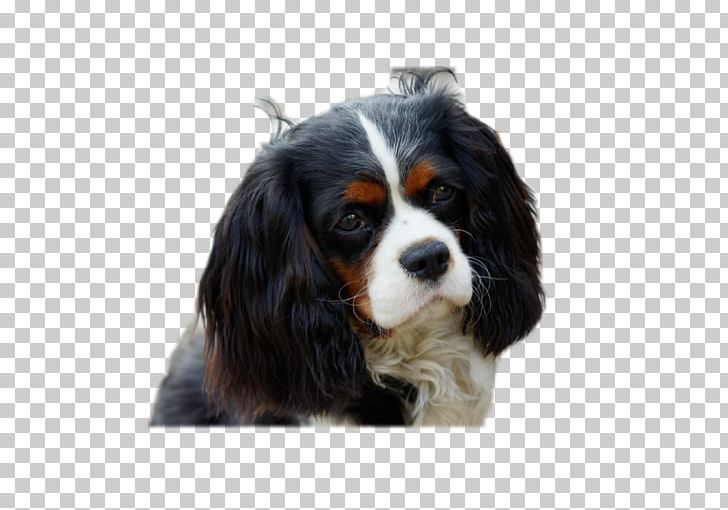 Cavalier King Charles Spaniel Puppy Dog Breed PNG, Clipart, American Kennel Club, Animals, Breed, Carnivoran, Cavalier King Charles Spaniel Free PNG Download