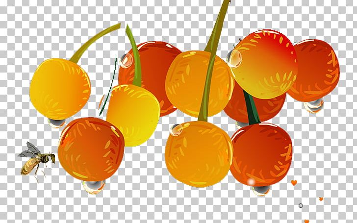 Clementine Tangerine Mandarin Orange PNG, Clipart, Blossoms Cherry, Cherries, Cherry, Cherry Blossom, Cherry Blossoms Free PNG Download