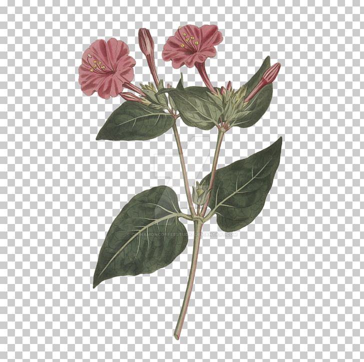 Marvel-of-peru Flower Plant PNG, Clipart, Digital Image, Drawing, Fern, Flora, Floral Clock Free PNG Download