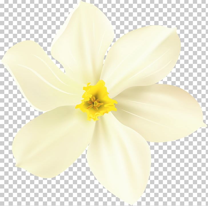 Narcissus Close-up PNG, Clipart, Amaryllis Family, Closeup, Closeup, Flower, Flowering Plant Free PNG Download