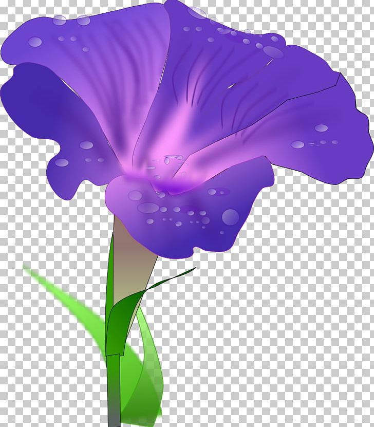 Water Spinach Morning Glory Ipomoea Purpurea Ipomoea Nil PNG, Clipart, Drawing, Flower, Flowering Plant, Free Content, Good Morning Clipart Free PNG Download