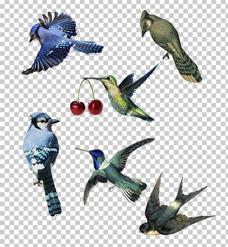 Parrot Bird Parakeet Macaw Beak PNG, Clipart, Animal, Animals, Beak, Bird, Common Pet Parakeet Free PNG Download